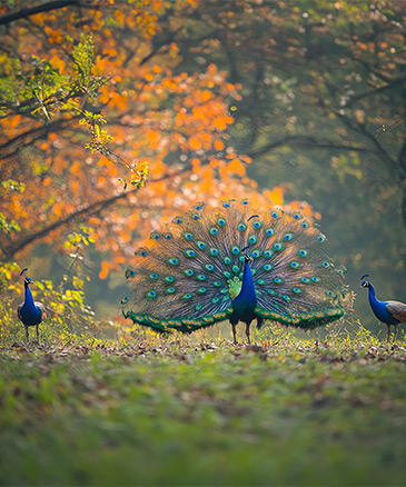 overview-image-gurgaon-international-city